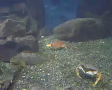 p8030228 Aquarium