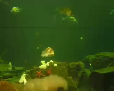 p8030230 Aquarium
