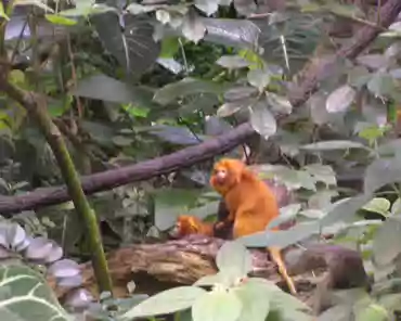 005 Golden lion tamarin