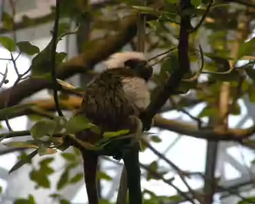 009 Cotton-top tamarin