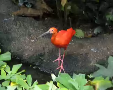 012 Ibis