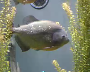 017 Piranha