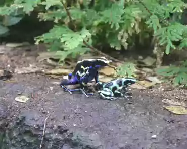 027 Poison-arrow frogs