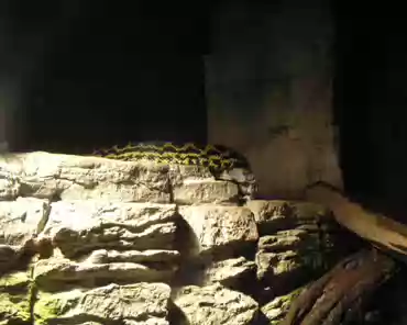 033 Yellow anaconda