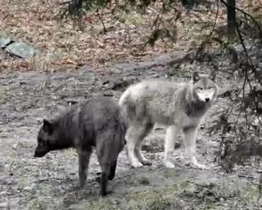 P1070025 Black and grey wolves.