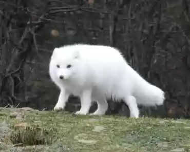 P1070034 Arctic fox.