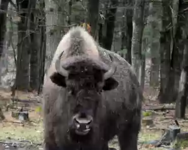 P1070049 Buffalo.