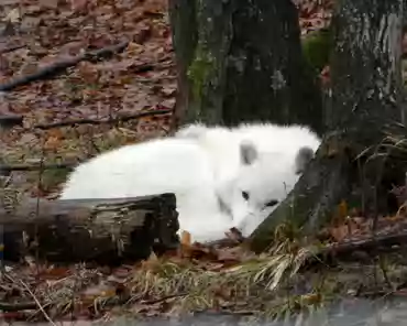 P1070121 Arctic wolf.