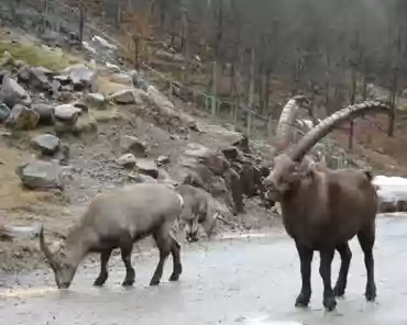 P1070147 Alpine ibex.