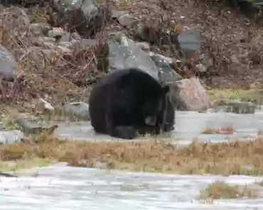 P1070160 Black bear.