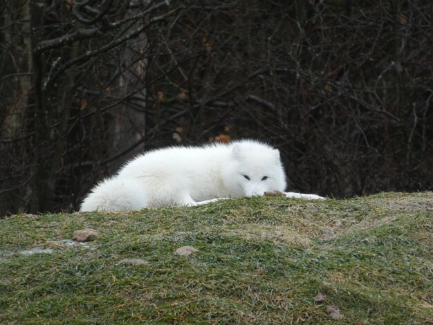 Parc Omega
