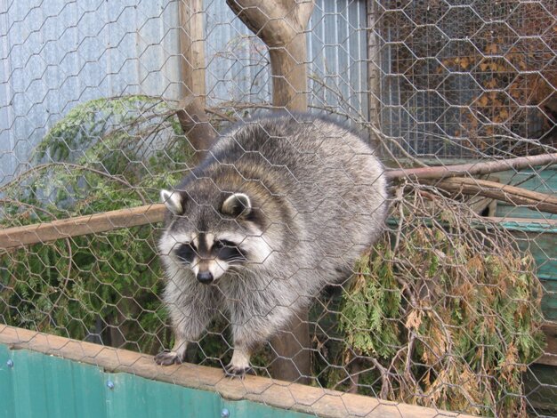 Mini Zoo