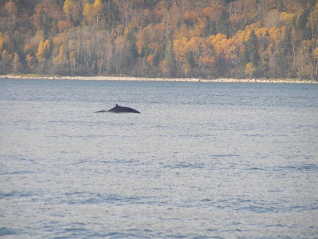 Whales