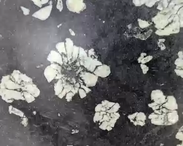 PXL_20241029_044656769 Luoyang Peony stone (peony jade).