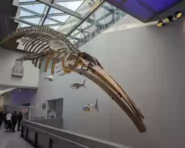 PXL_20241222_124152496 Skeleton of a northern fin whale, 18 meters, 1200 kg, 19th century.
