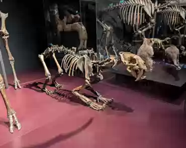 PXL_20241222_125551024 Sabre-toothed cat, -38000 to -10000, California, Ranch La Brea.