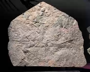 PXL_20241222_131041147 Burgess shale, Cambrian, 505 million years old, British Columbia, Canada.