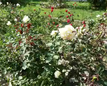 P1180361 Rose garden.