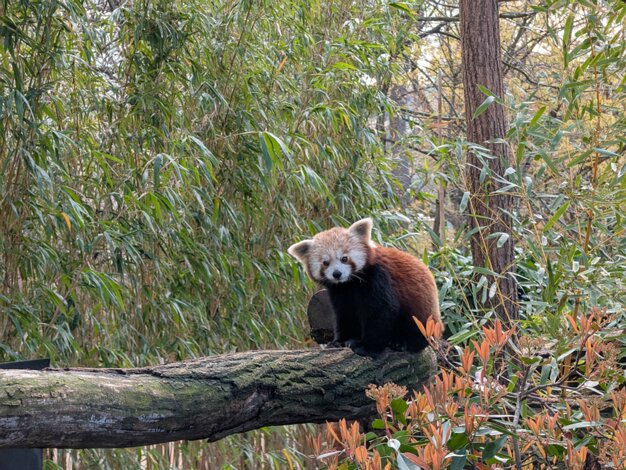 Zoo