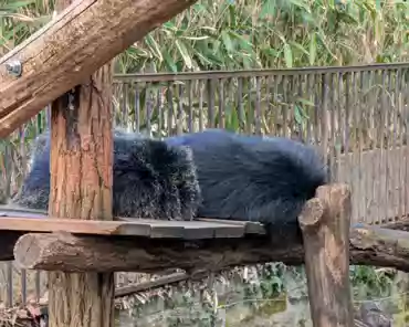 PXL_20250323_151952322 Binturong, Southeast Asia.