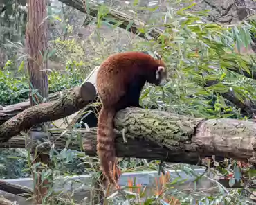 PXL_20250323_152059141 Red panda.