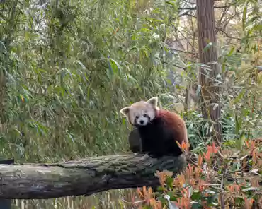 PXL_20250323_152210739 Red panda.