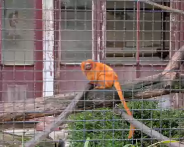 PXL_20250323_160514781 Golden lion tamarin, Brazil.