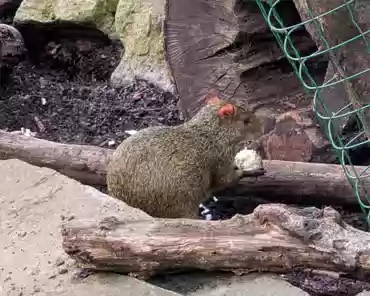 PXL_20250323_160823449 Azara's agouti, Brazil.