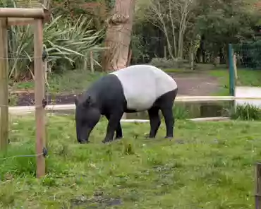 PXL_20250323_162413153 Malayan tapir.