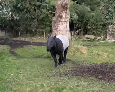 PXL_20250323_162448286 Malayan tapir.