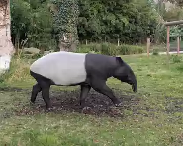 PXL_20250323_162453734 Malayan tapir.