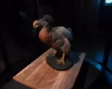 P1180345 Evolution gallery: dodo, a bird now extinct.