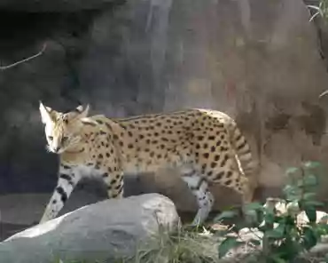 P1150790 Serval, Africa.