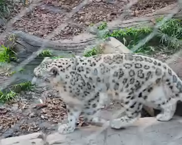 P1160027 Snow leopard, central Asia.