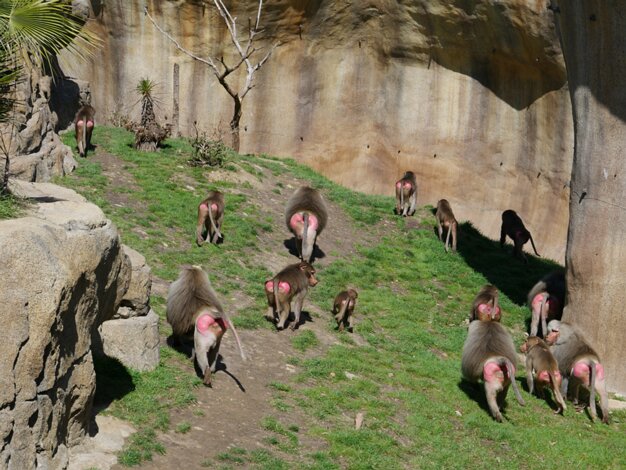 Monkeys