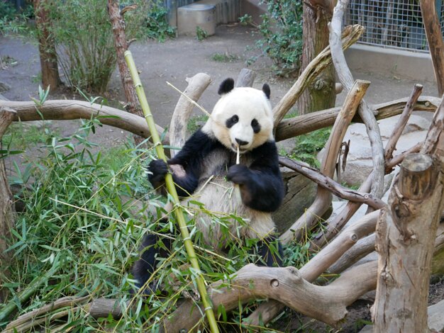Pandas