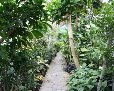 IMG_8316 Equatorial greenhouse.